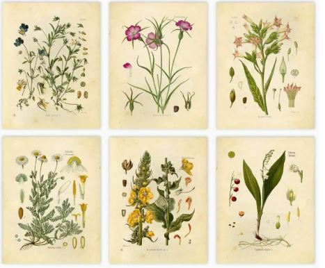 גלויות בוטניות 1