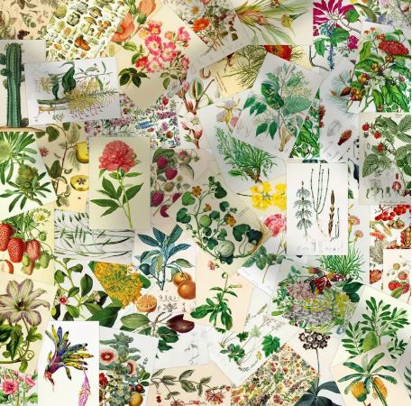 גלויות בוטניות